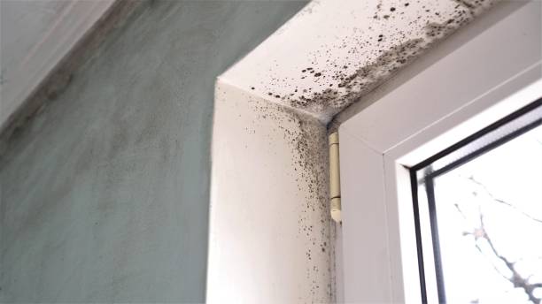 Best Environmental Consulting for Mold Prevention  in Ball, LA